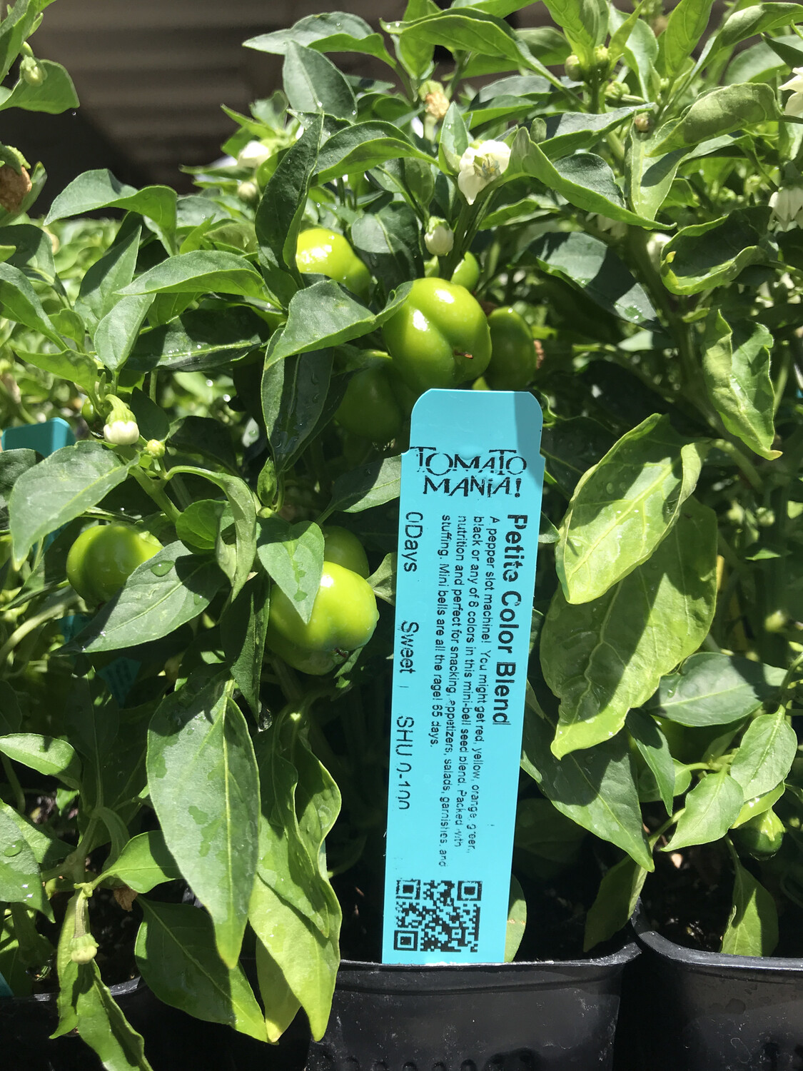 Petite Color Blend Bell Peppers
