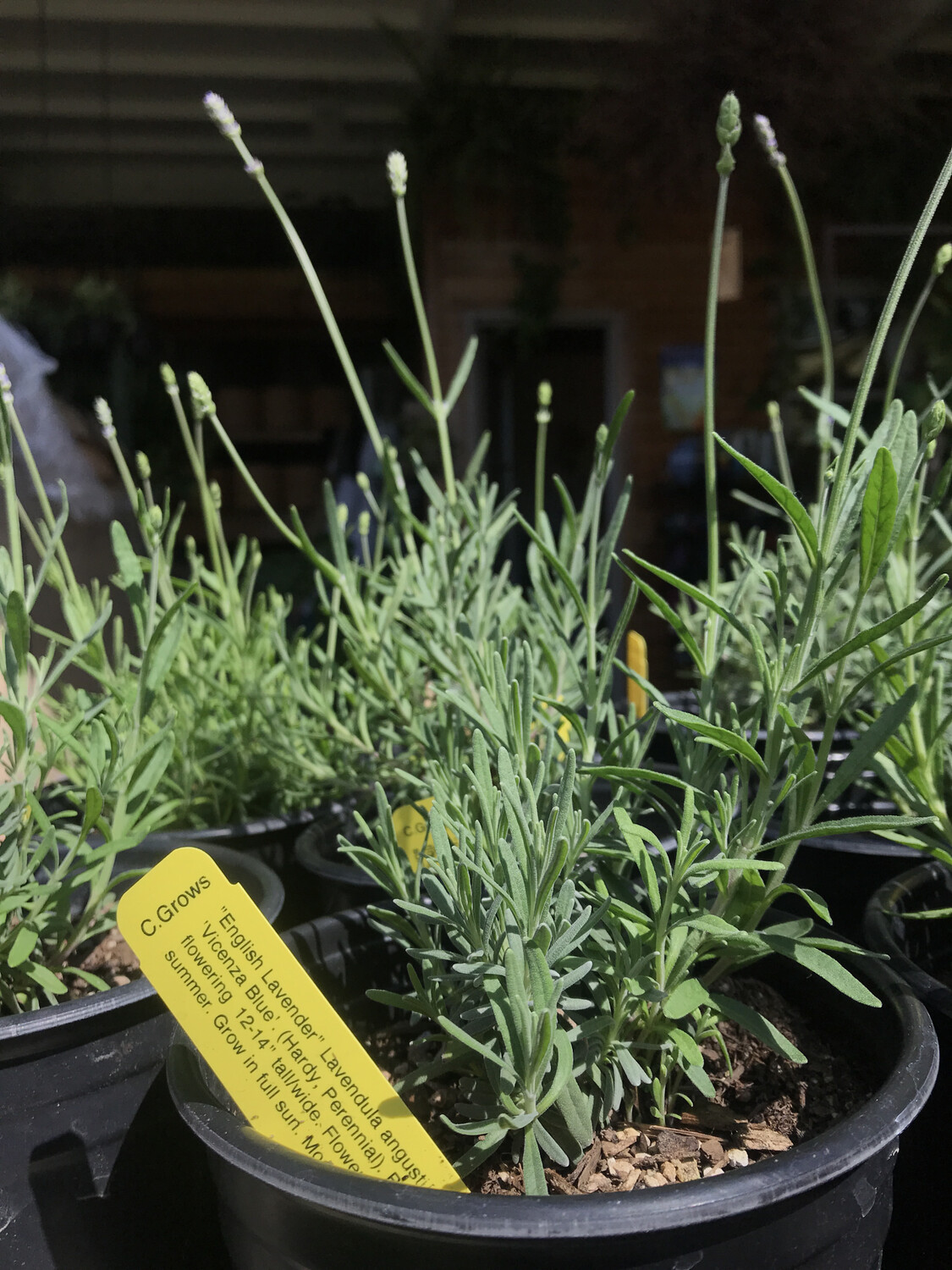Sweet Vicenza Lavender - 1g
