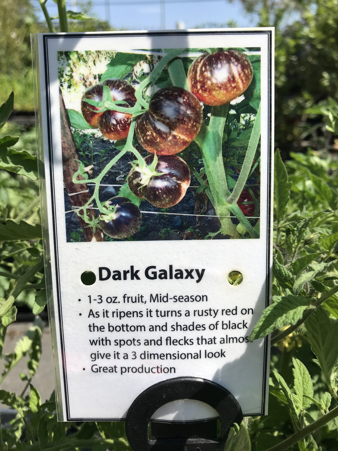Dark Galaxy Tomato