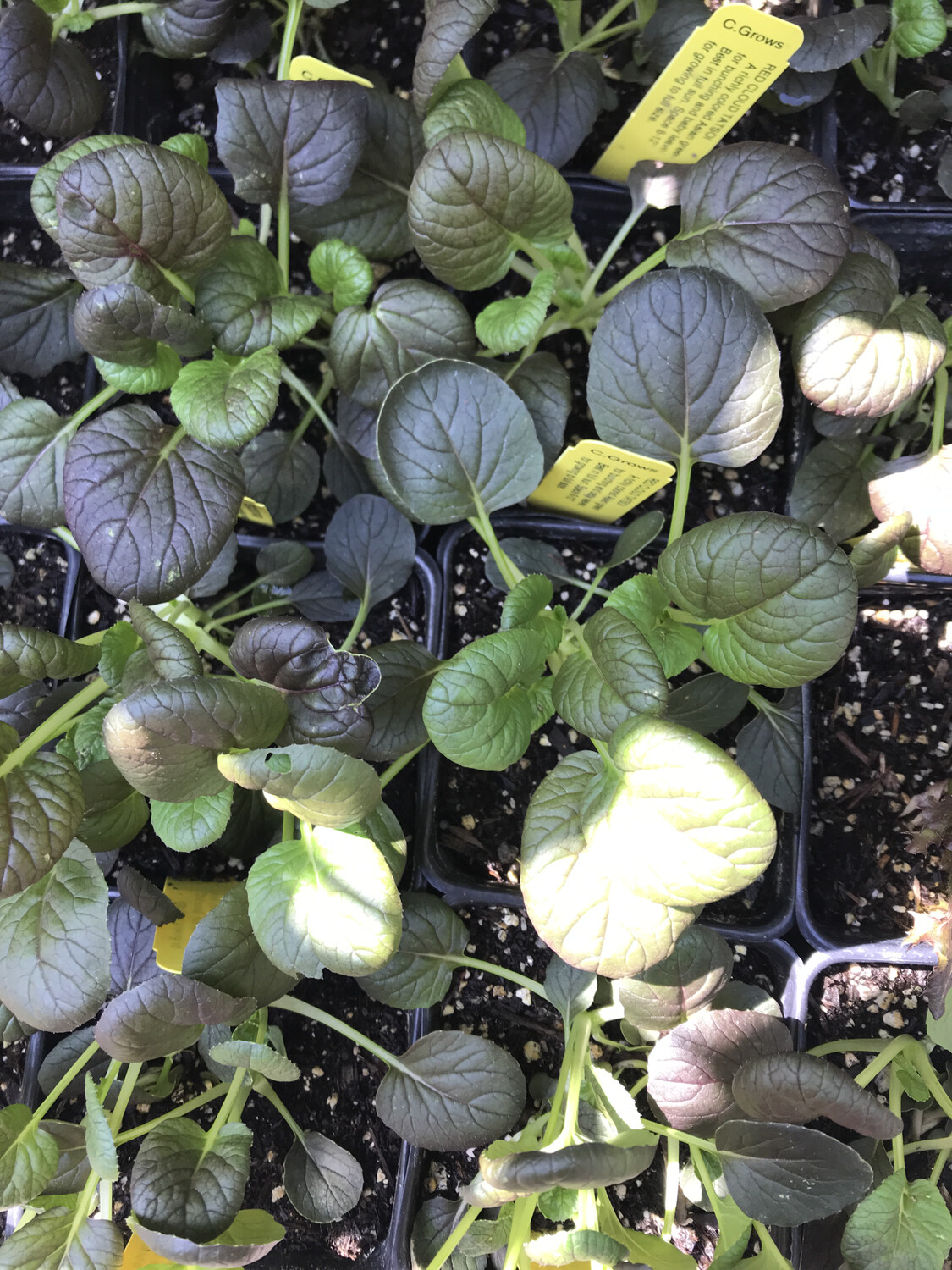 Tatsoi &#39;Red Cloud&#39; - 4&quot;