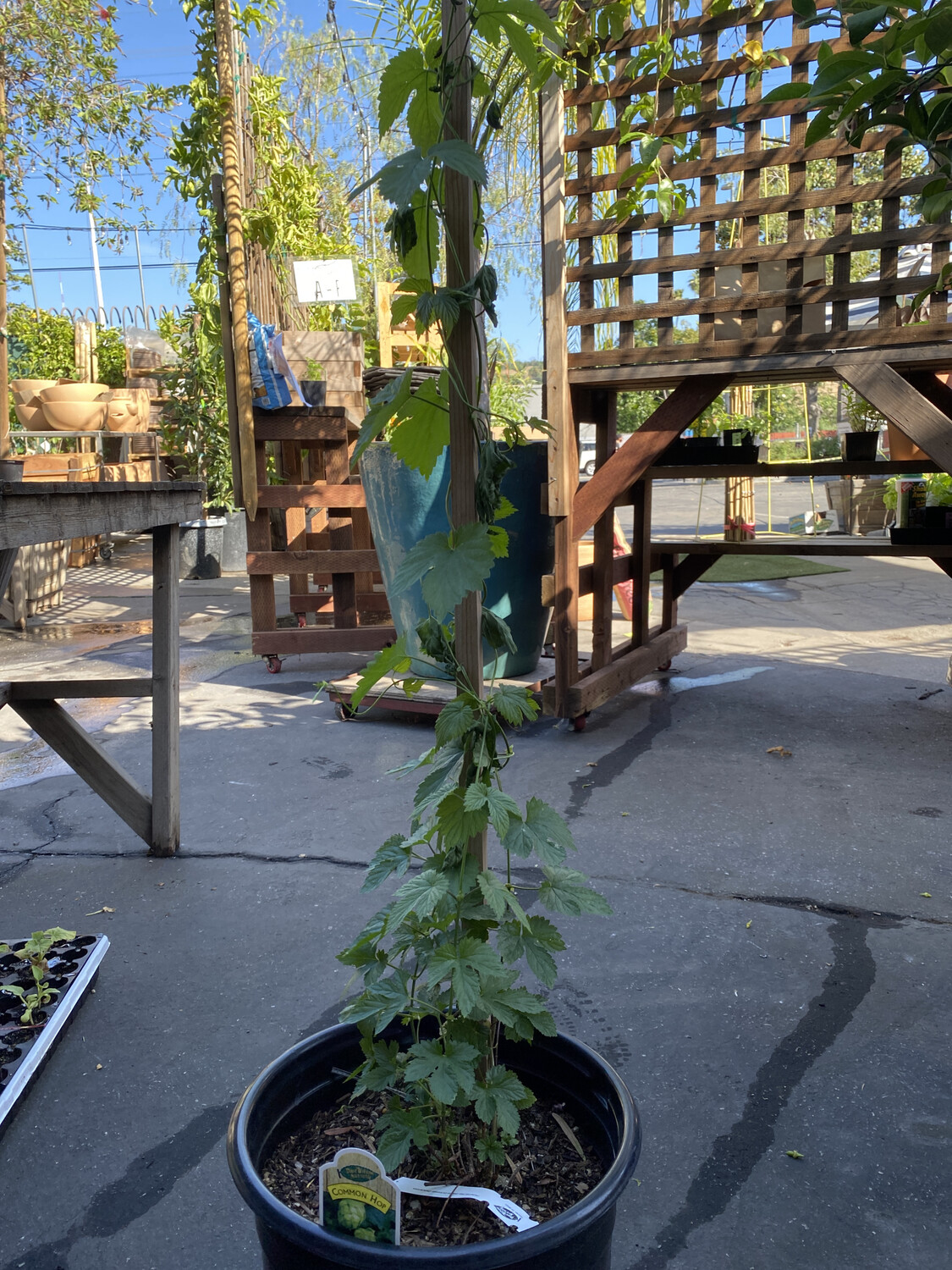 Hops &#39;Centenniel&#39; - 5 Gal