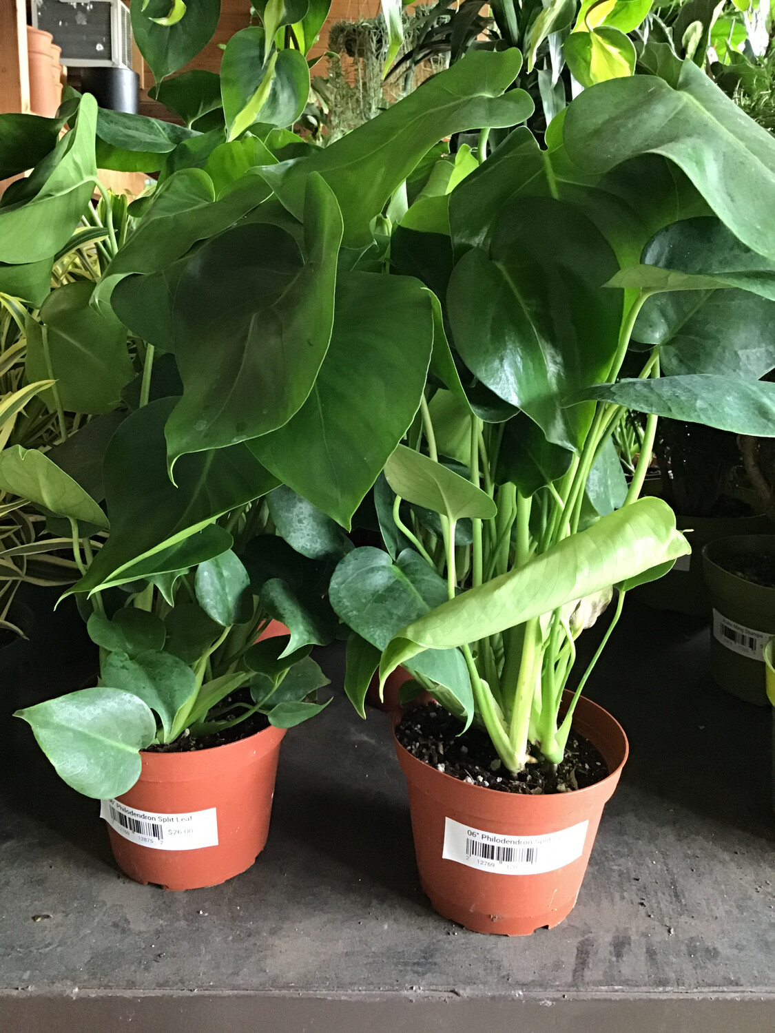 Monstera- 6&#39;&#39; 