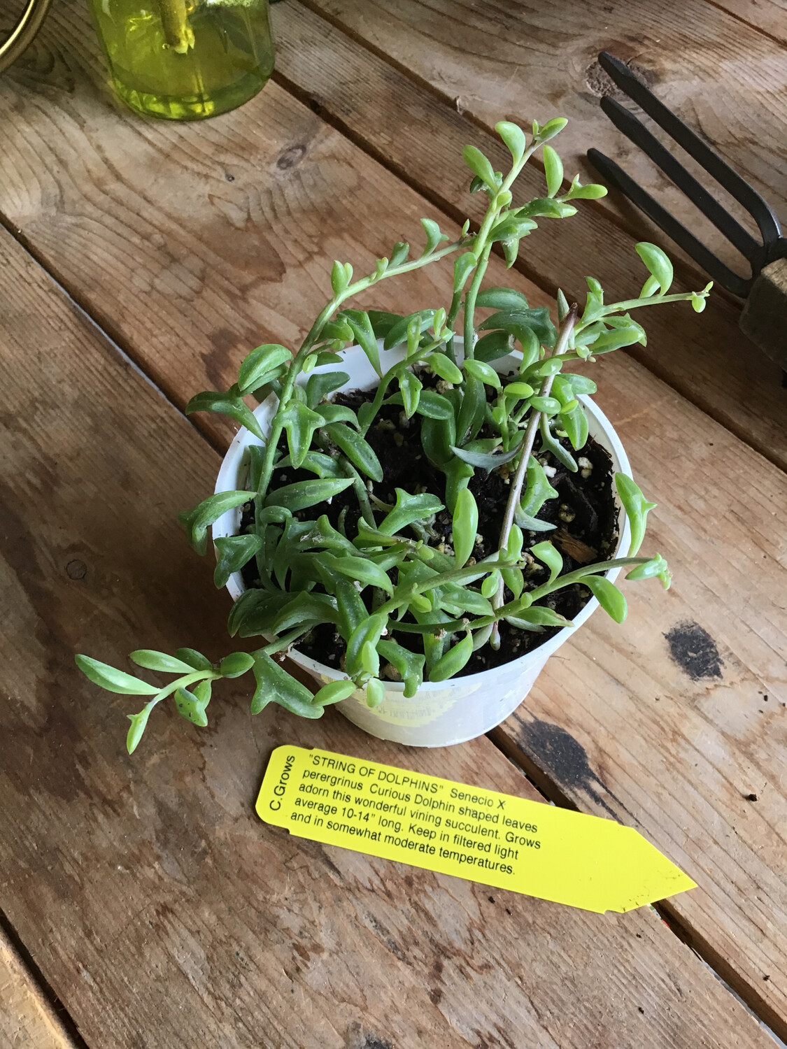 String of Dolphins - 4&#39;&#39; 