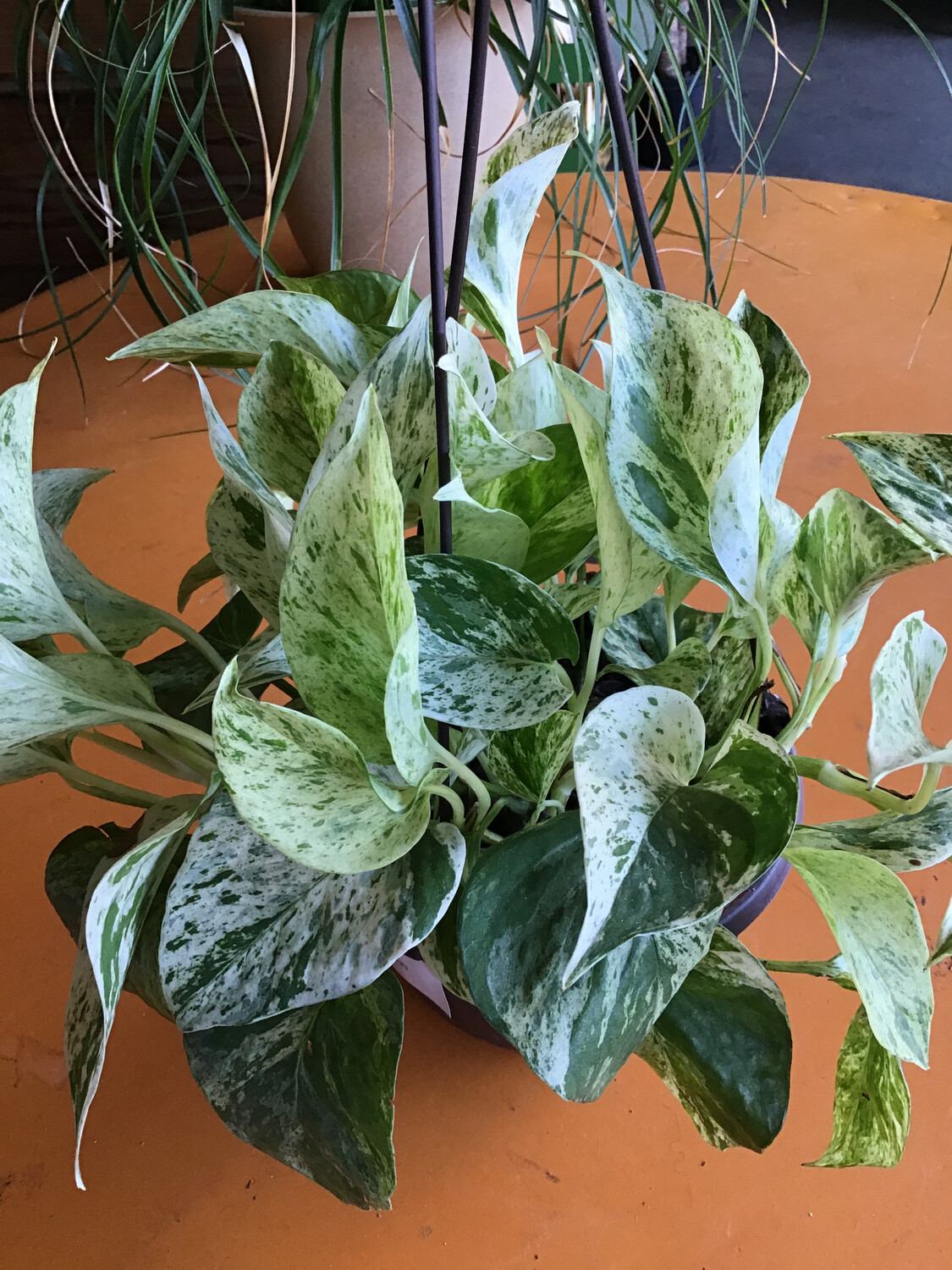 Epipremnum aureum &#39;Marble Queen&#39; (Pothos) - 6&quot; 