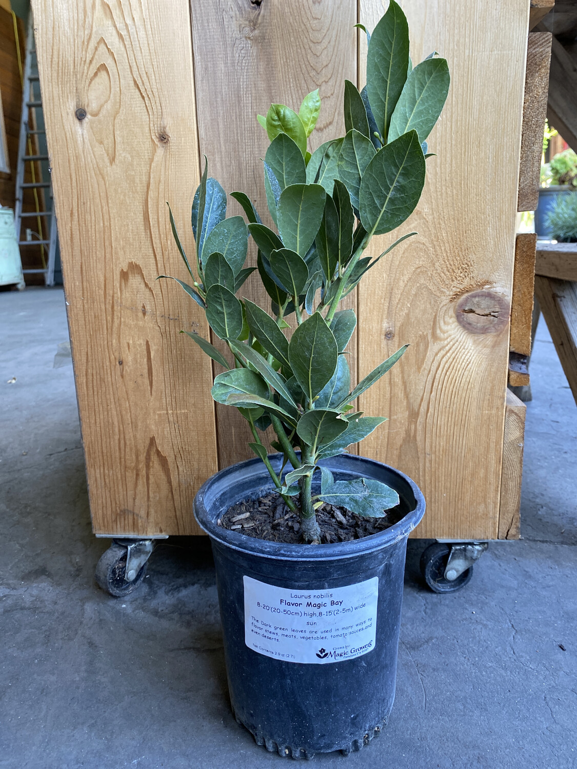 Bay Laurel - 1 gal