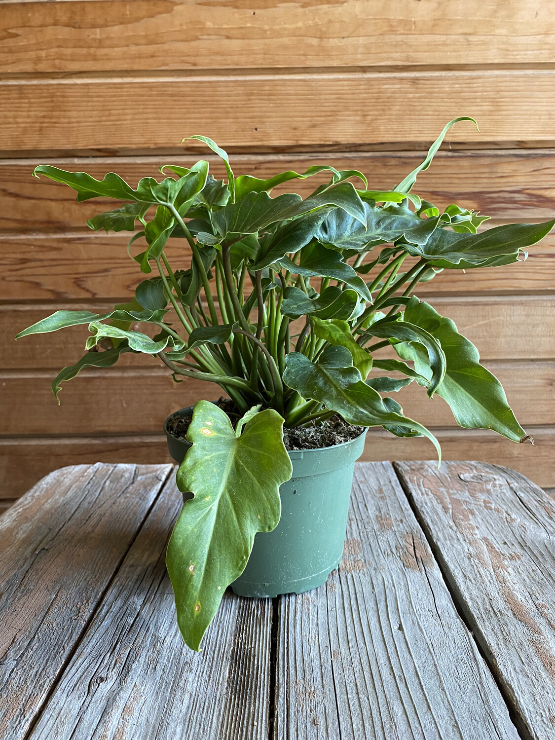 Philodendron Xanadu - 06&#39;&#39; 