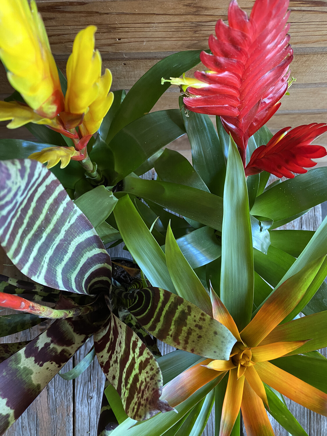 Bromeliad - 04&#39;&#39; 