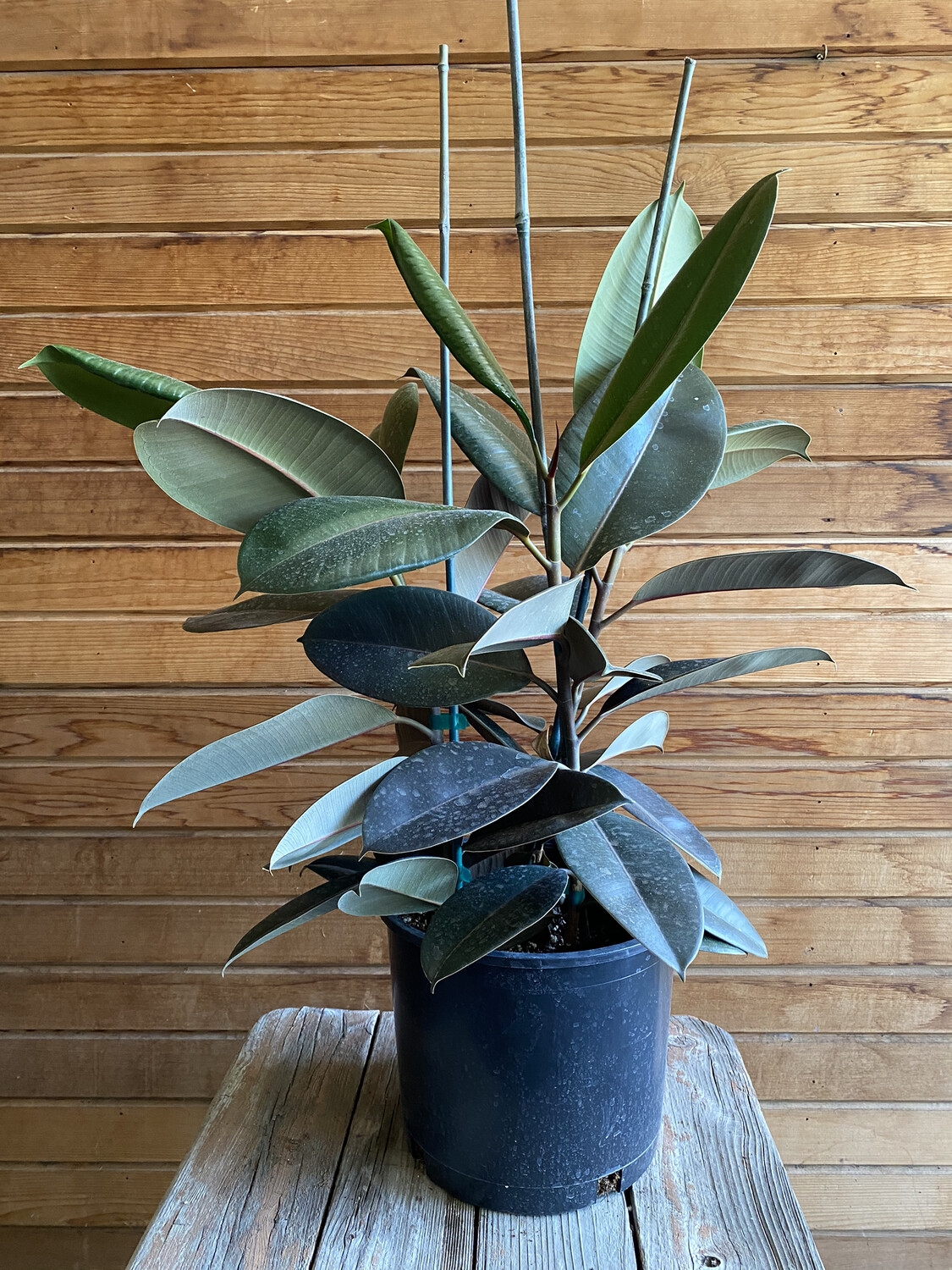 Ficus Decora  - 10&#39;&#39; 