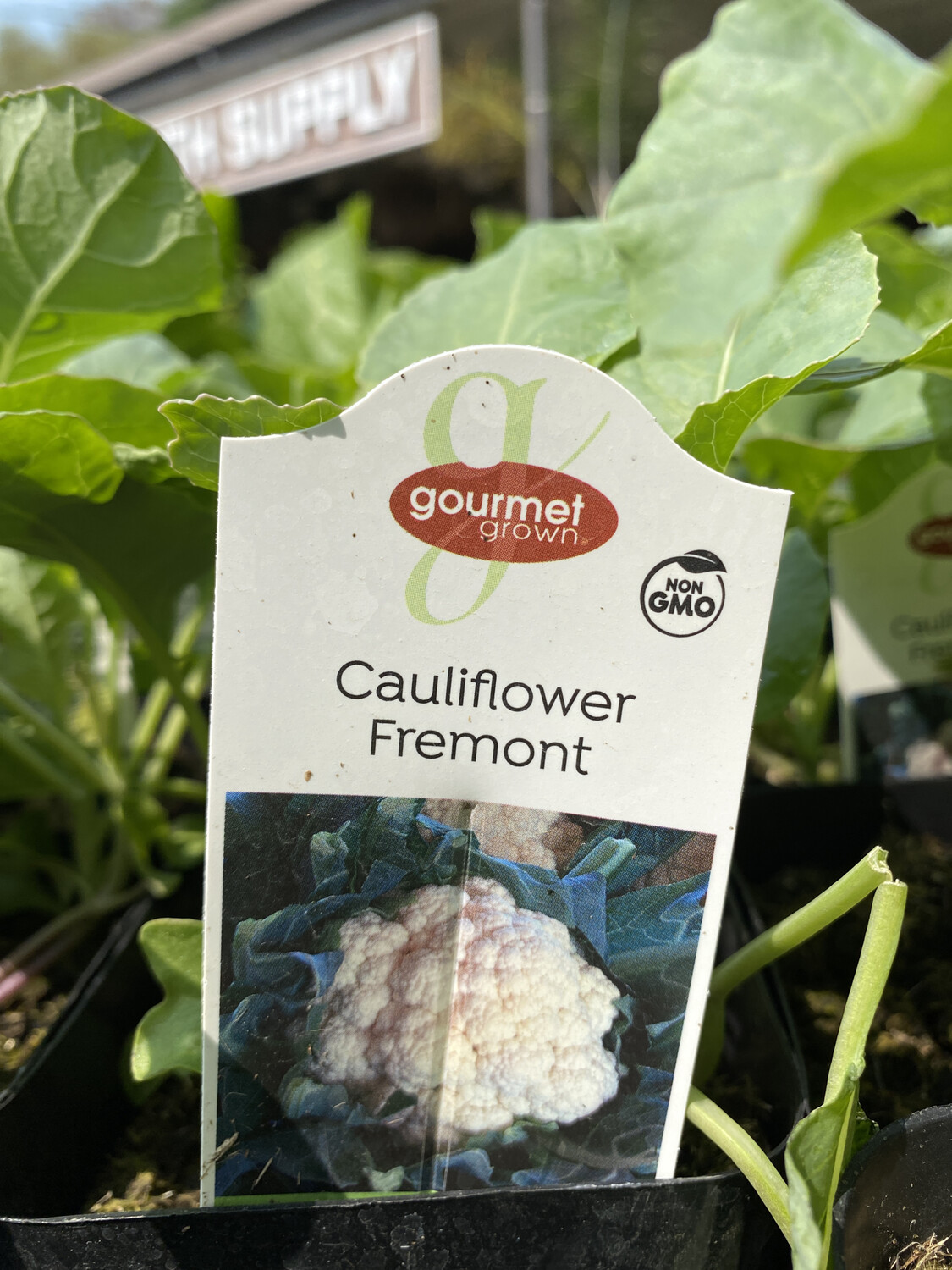 Fremont Cauliflower