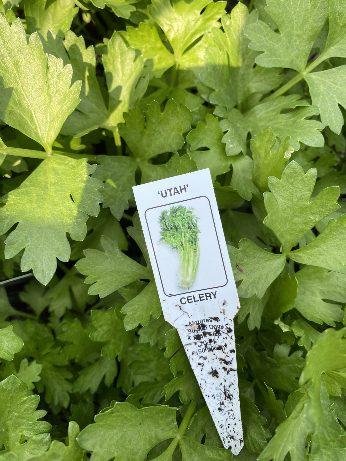 Celery &#39;Utah&#39; - 4&quot; (CG)