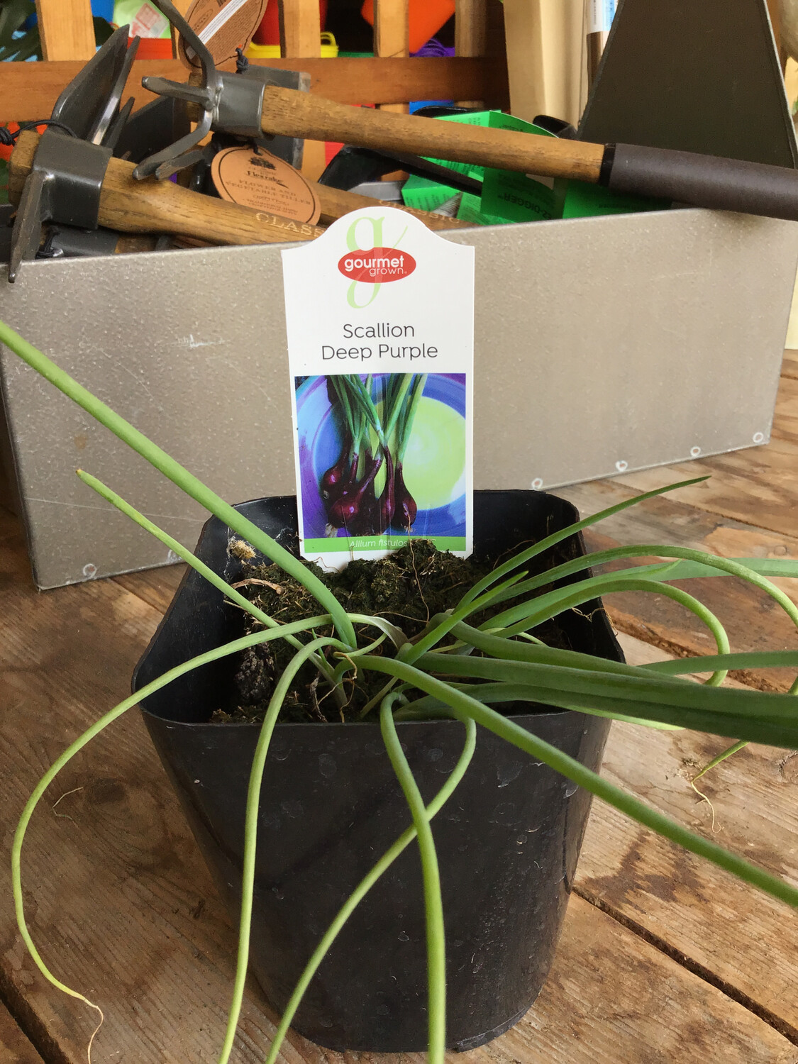 Deep Purple Scallion