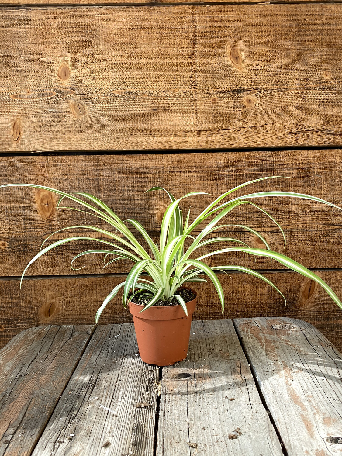Spider Plant - 4&#39;&#39;