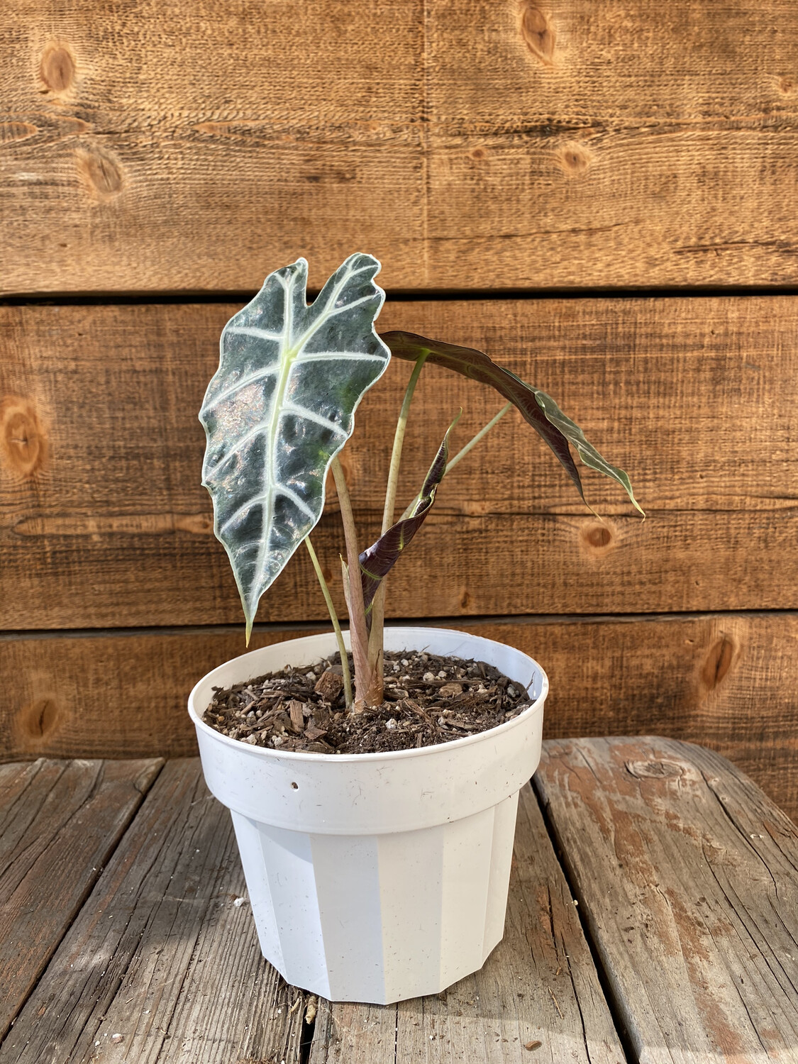 Alocasia Amazonica (African Mask) - 6&#39;&#39;