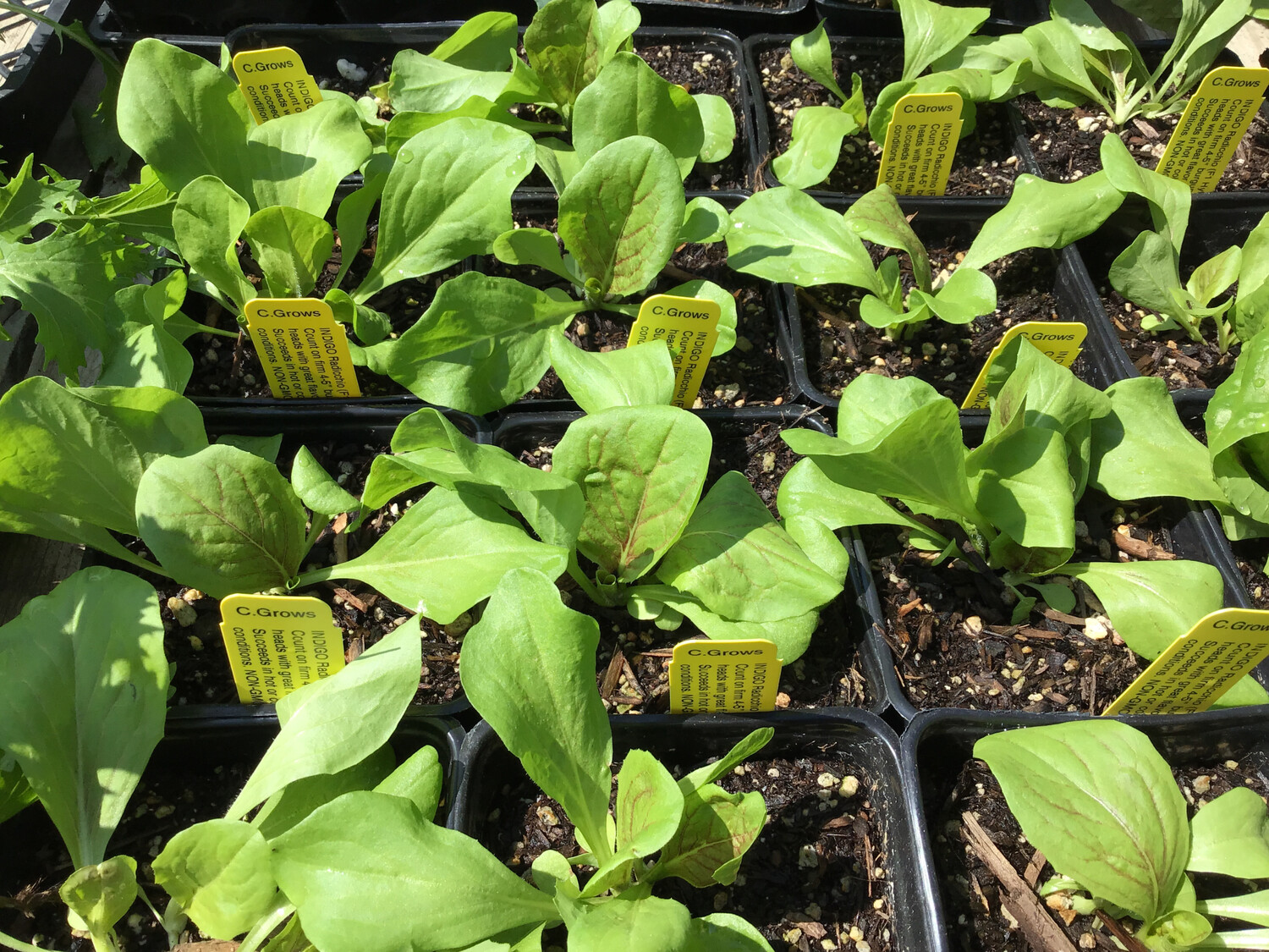 Indigo Radicchio