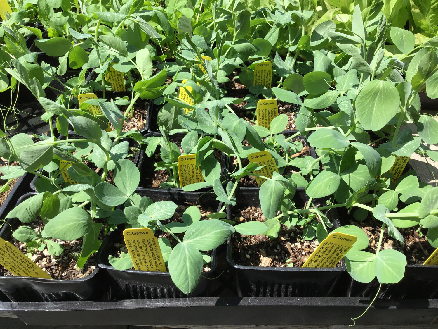Pea Bush &#39;Oregon Sugar Pod&#39; OG - 4&quot;