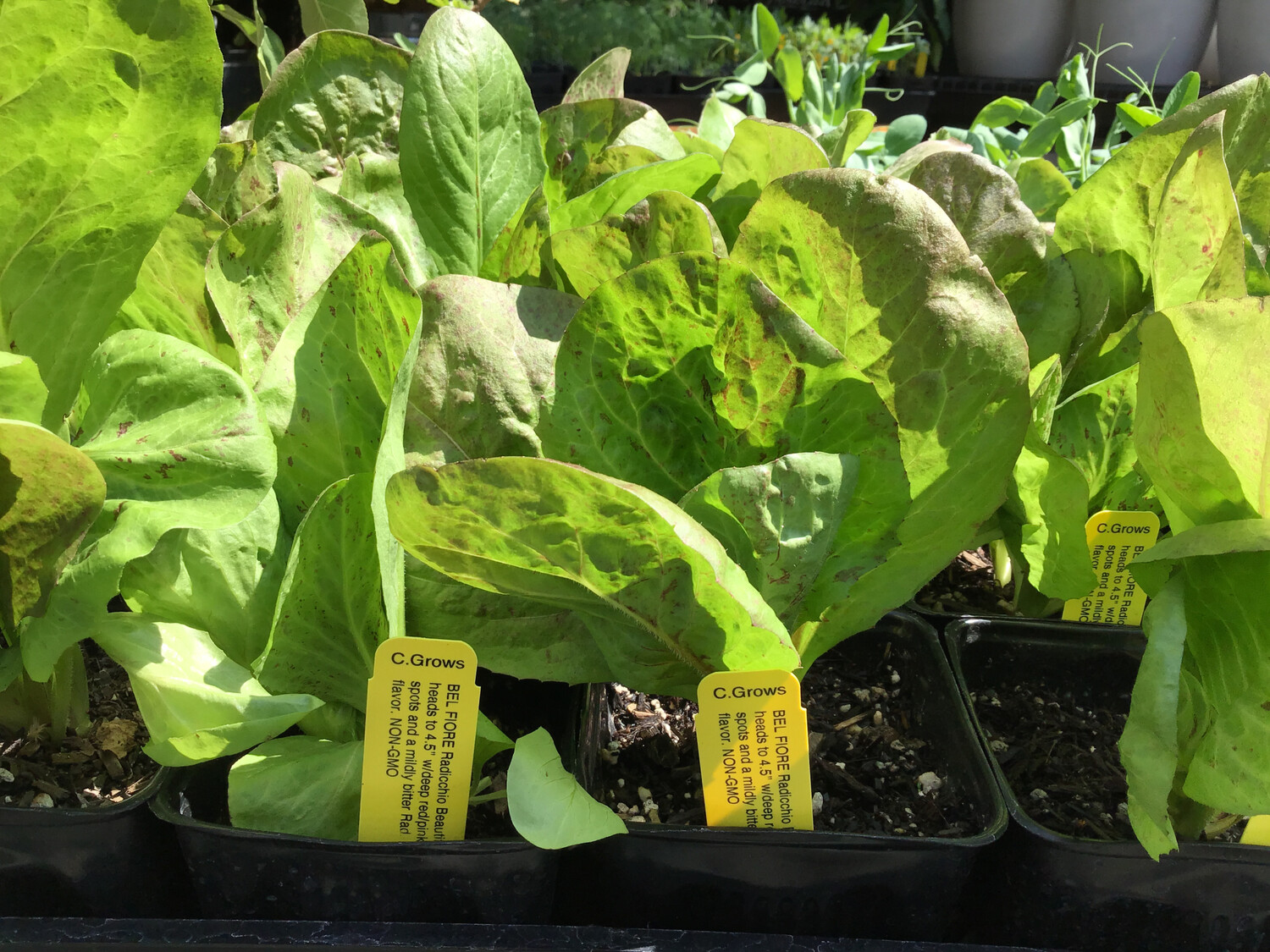 Radicchio &#39;Bel Fiore&#39; - 4&quot;