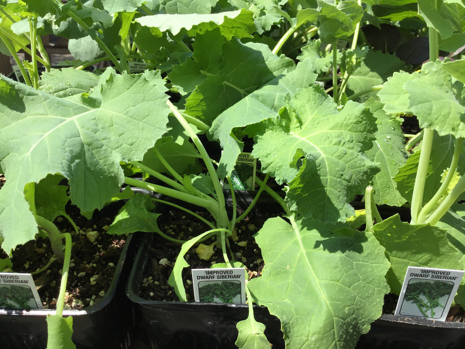 Dwarf Siberian Kale - 4&quot;