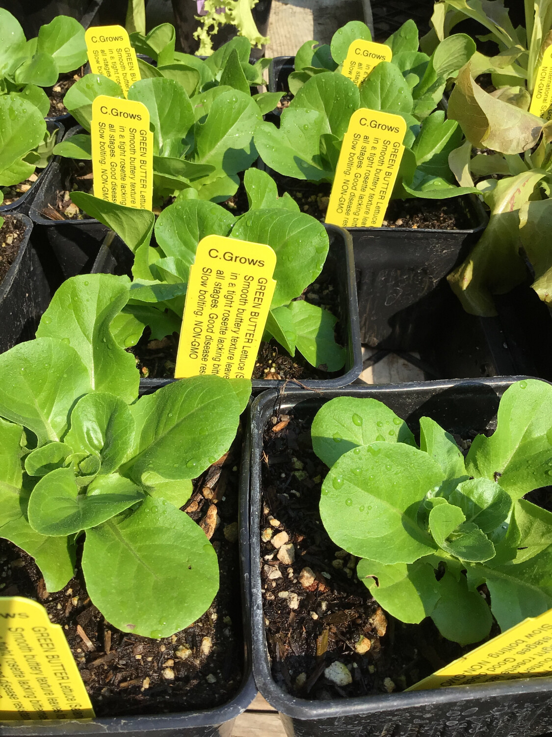 Butter Lettuce &#39;Green Butter&#39; - 4&quot; (CG)