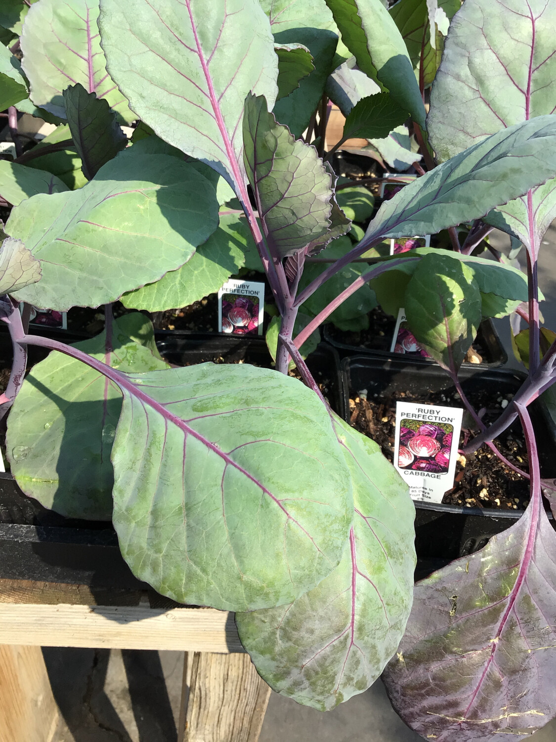 Cabbage &#39;Ruby Red Perfection&#39; - 4&quot;