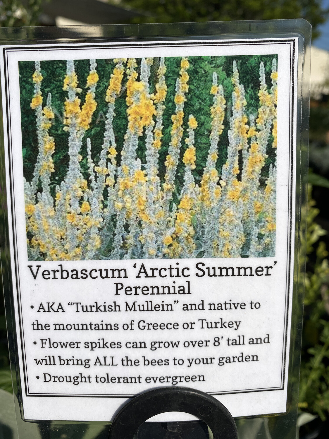 Arctic Summer Mullein - 1 gal