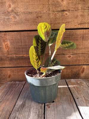 Maranta leuconeura &#39;Red&#39; (prayer plant) - 6&#39;&#39;