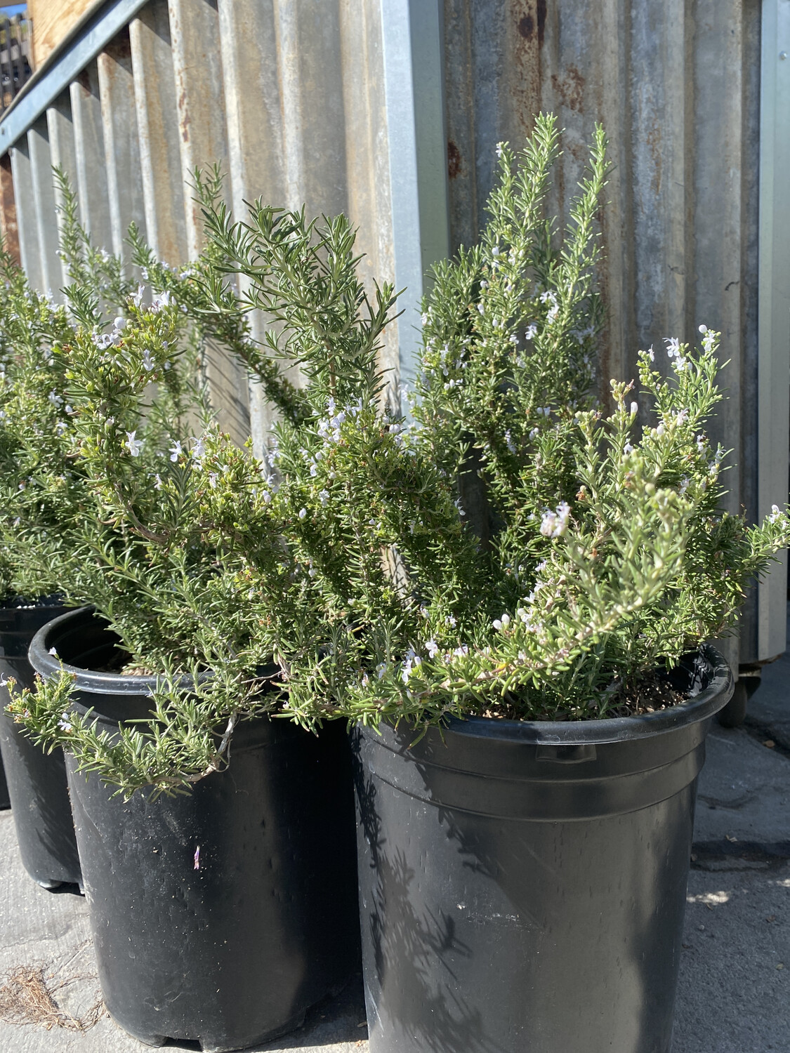 Rosemary &#39;Trailing&#39; - 5 gal