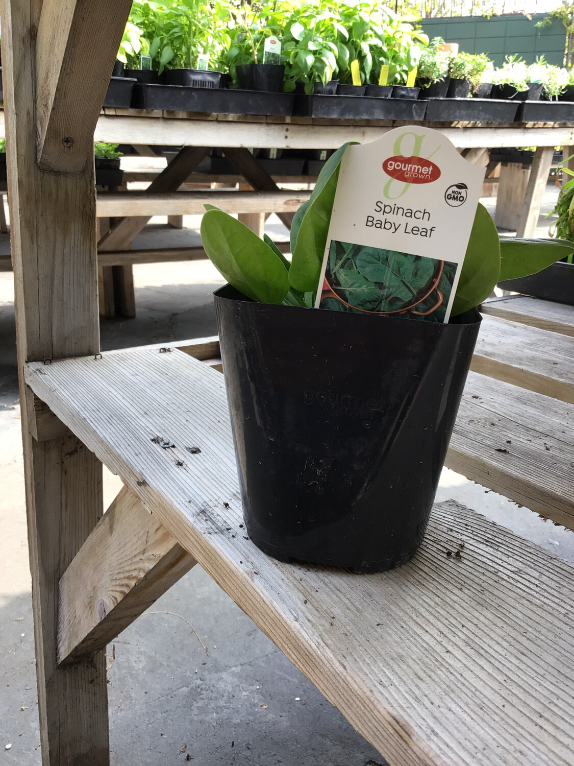 Baby Leaf Spinach