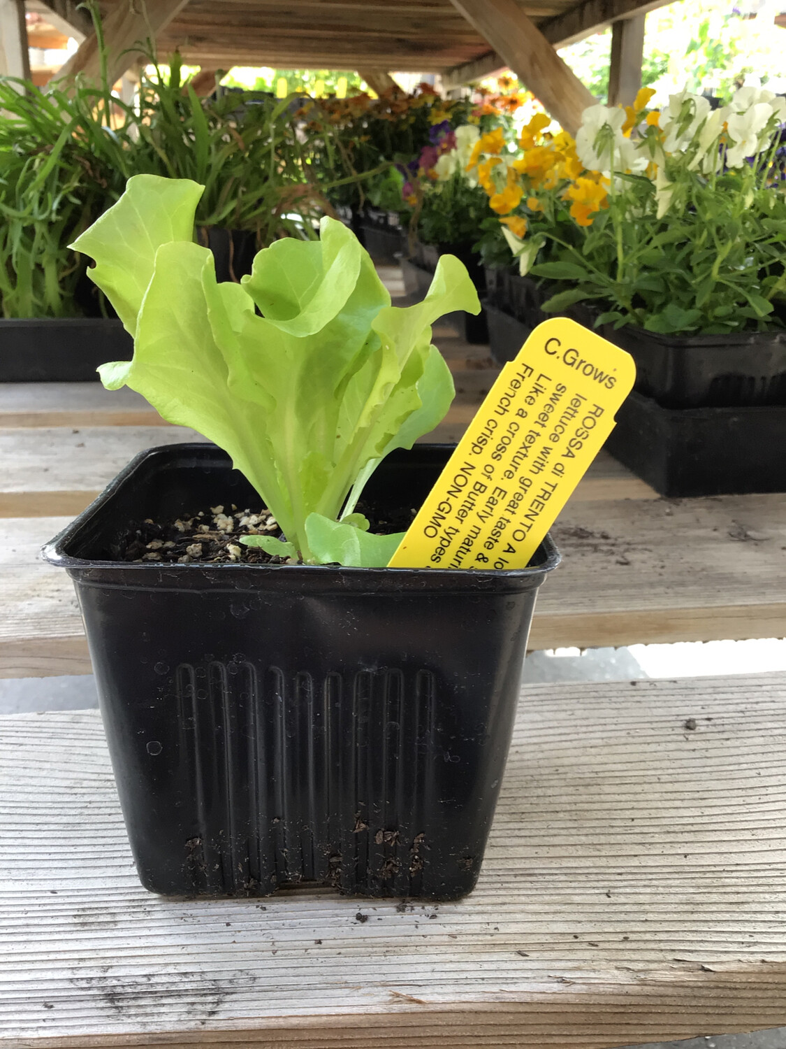 Lettuce &#39;Rossa di Trento&#39; - 4&quot;