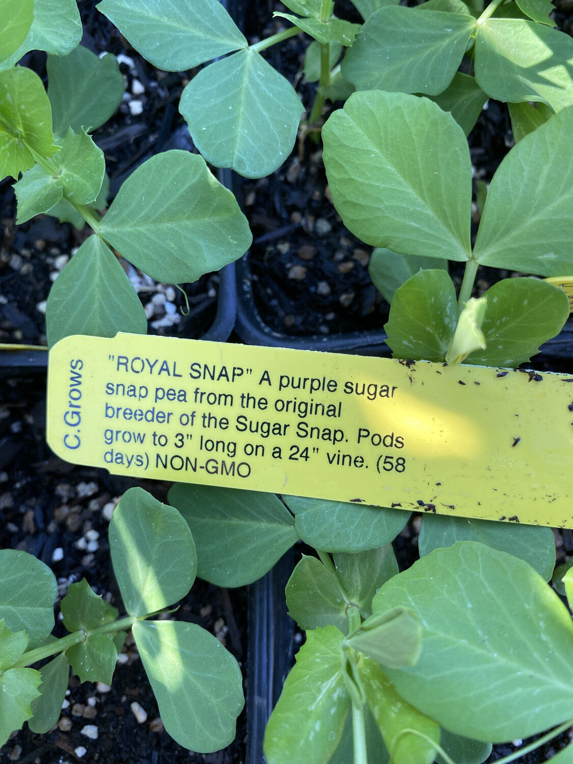 Royal Snap Peas