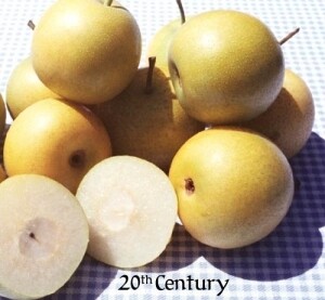 Asian Pear - 20th Century
