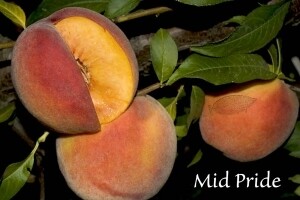 Peach 'Mid Pride' - Bare Root