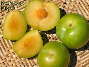 Pluot &#39;Emerald Drop&#39; - Bare Root