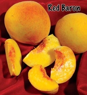 Peach &#39;Red Baron&#39; - Bare Root