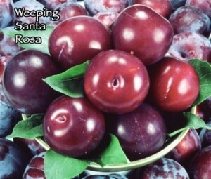 Plum &#39;Weeping Santa Rosa&#39; - Bare Root