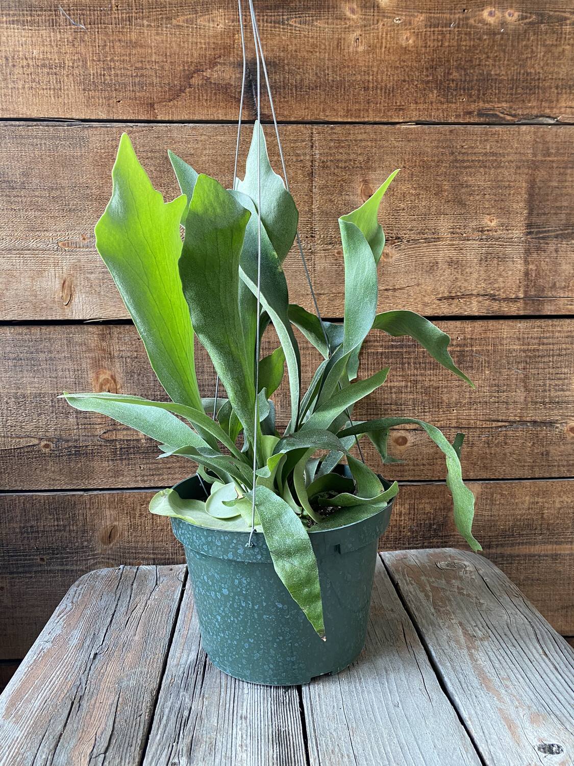 Staghorn Fern - 08&#39;&#39; 