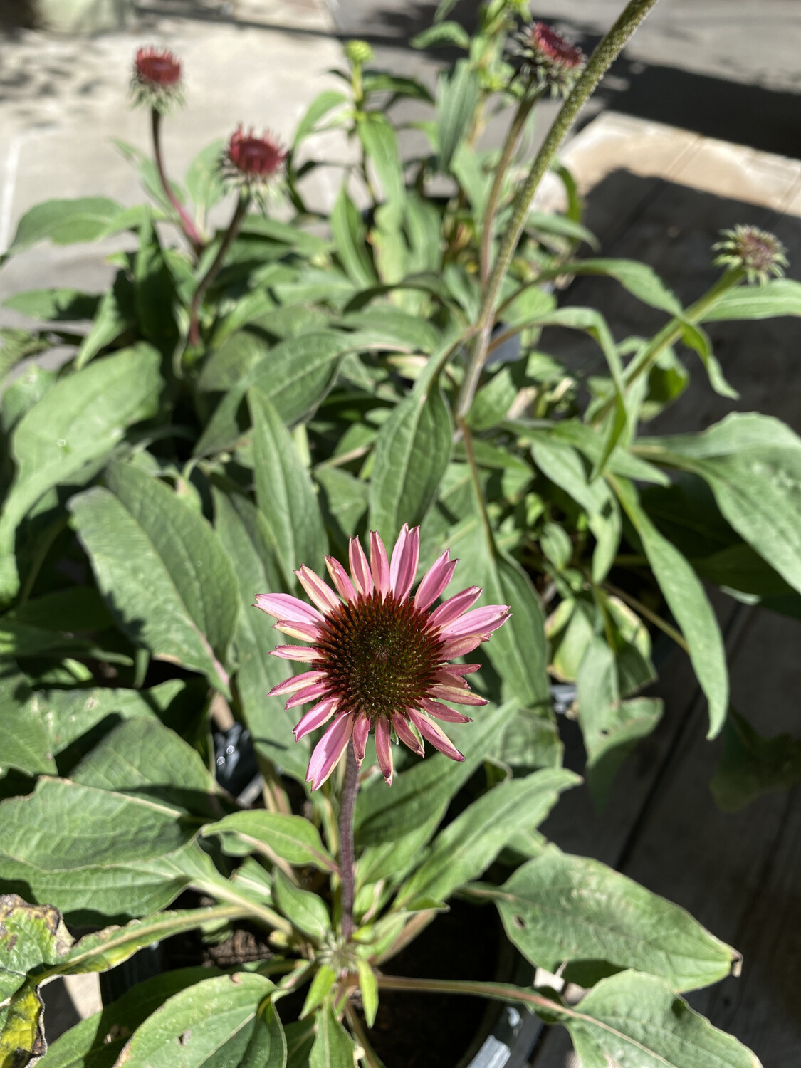 Echinacea &quot;Deep Rose&quot; - 1 gal