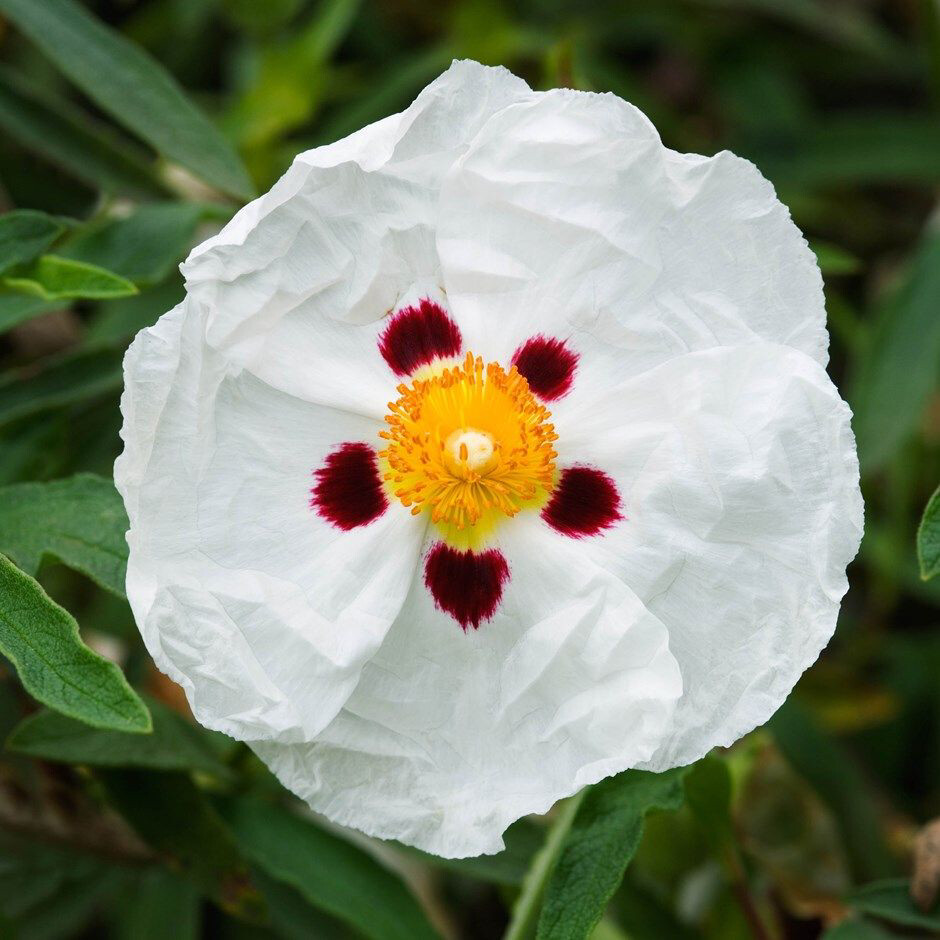 Cistus x purpureus ‘Alan Fradd’ (rock rose)