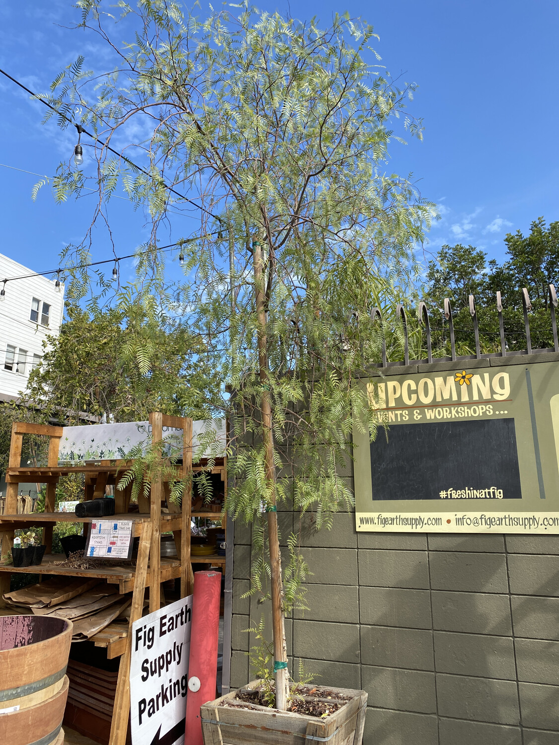 Pink Peppercorn Tree - 24&#39;&#39; box