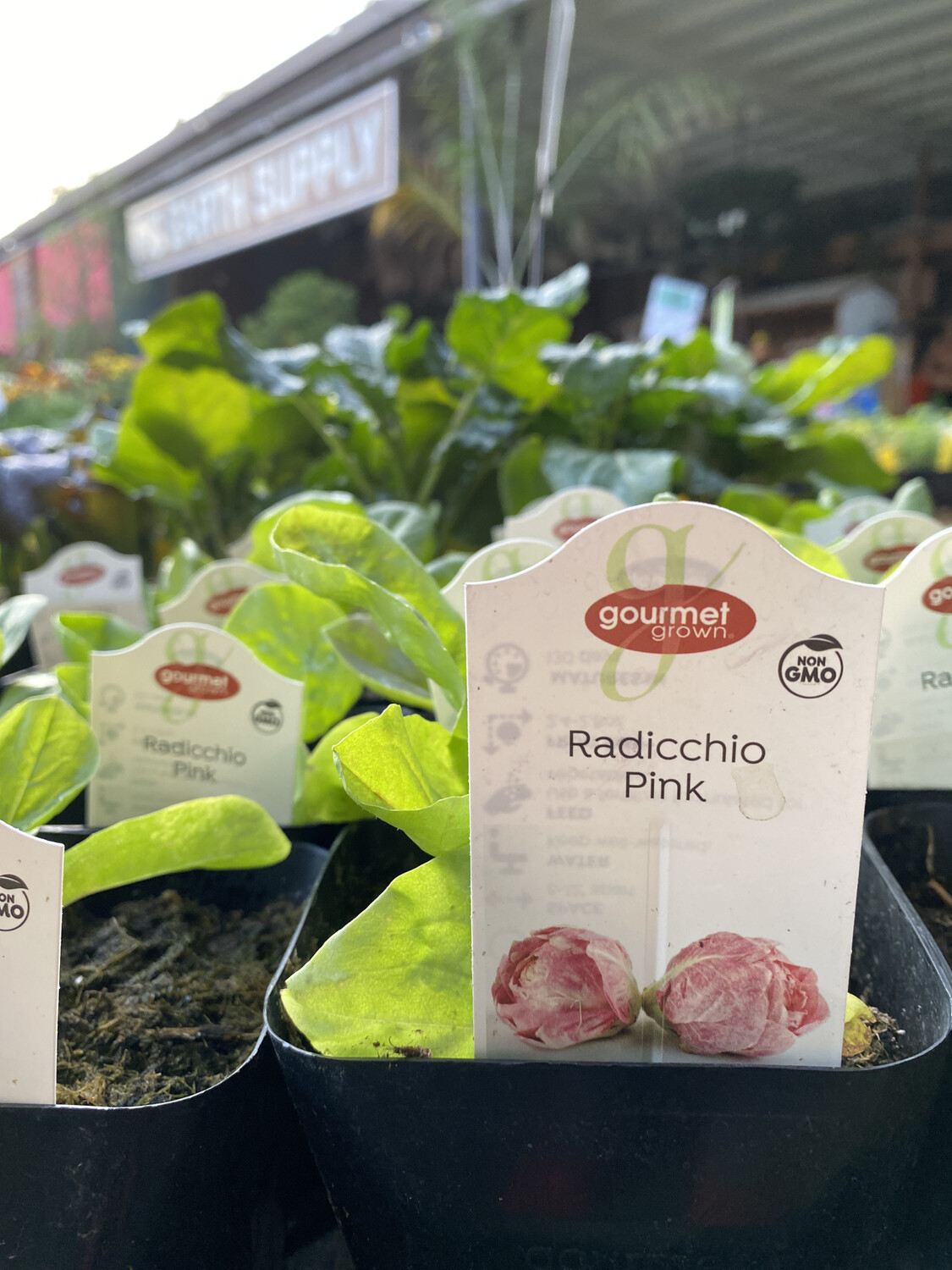 Pink Radicchio