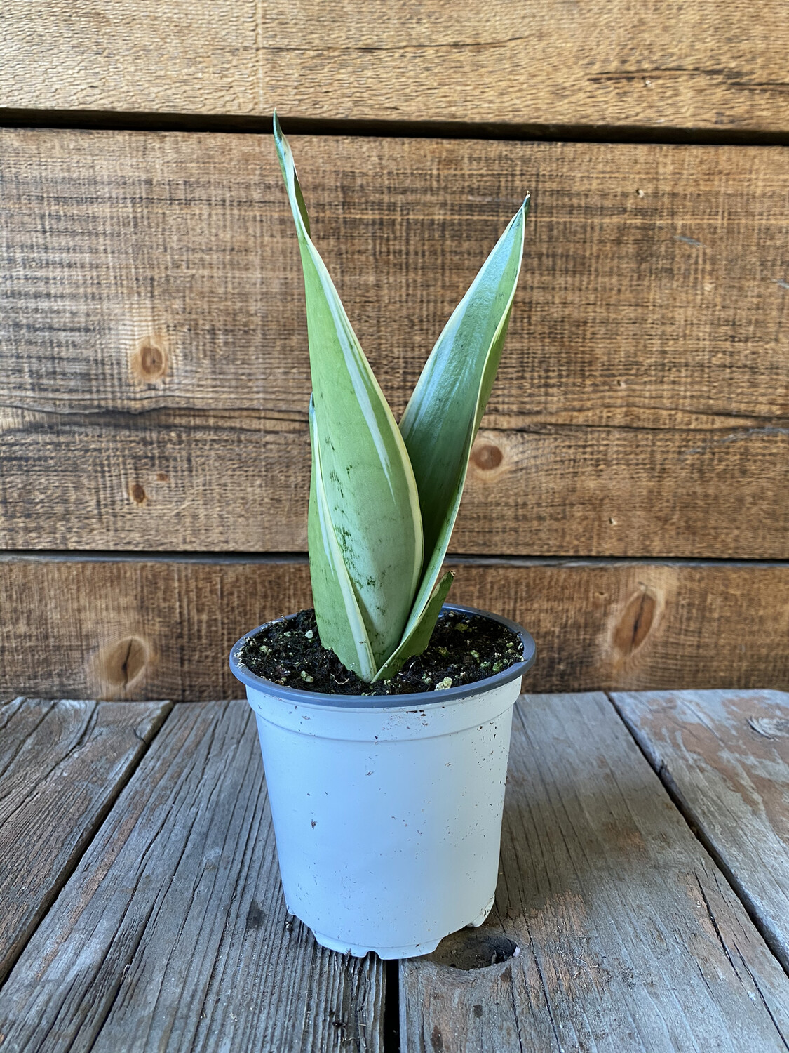 Sansevieria Night owl - 4&quot;