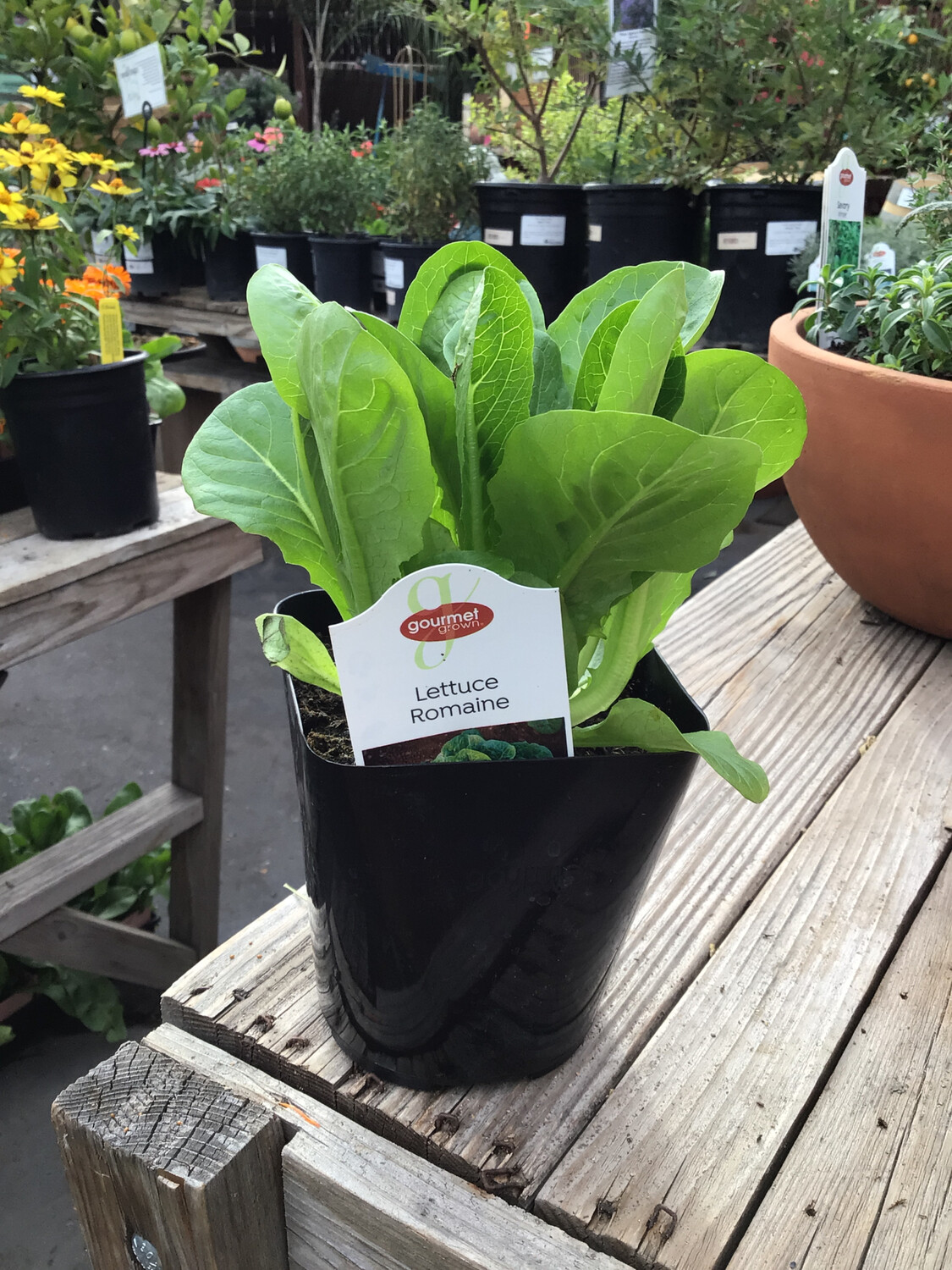 Mini Romaine Lettuce &#39;Monte Carlo&#39; - 4&quot;