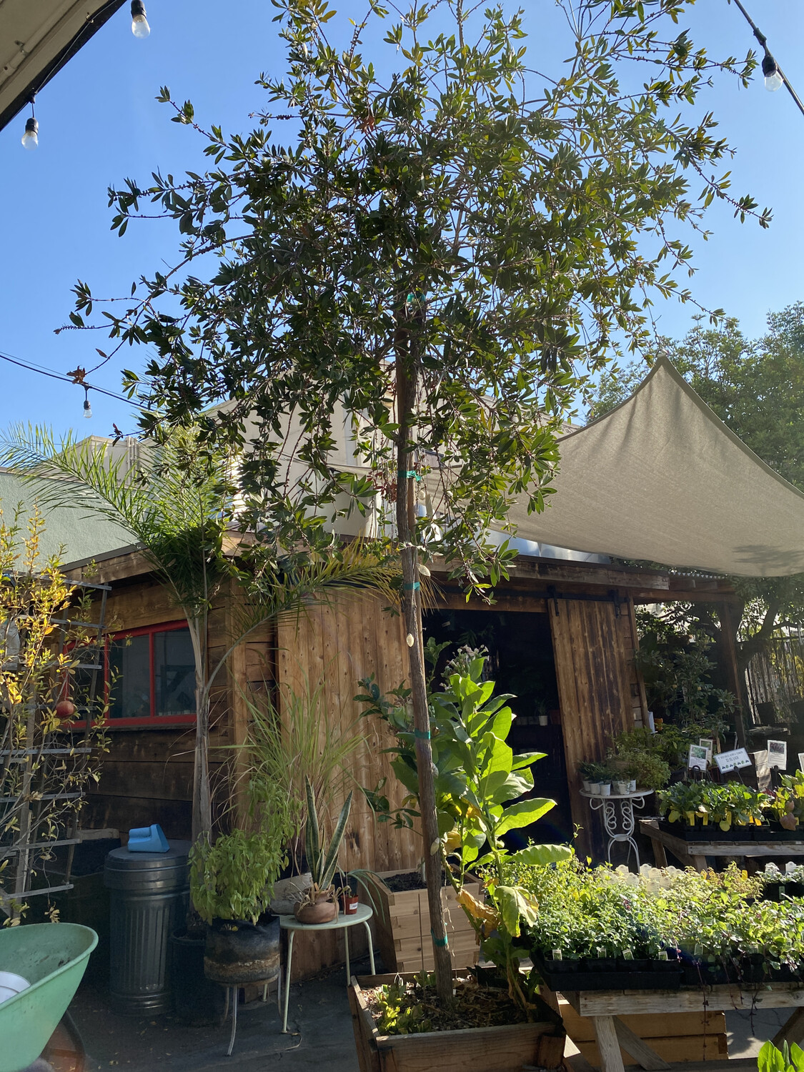 24&#39;&#39; Box Bottlebrush Tree