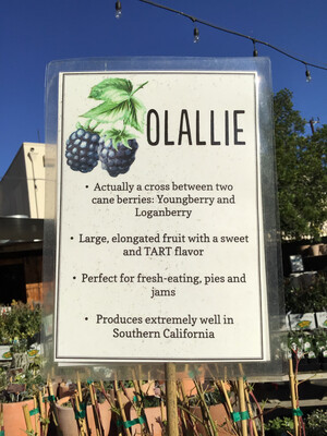 Blackberry 'Olallie' - 1g