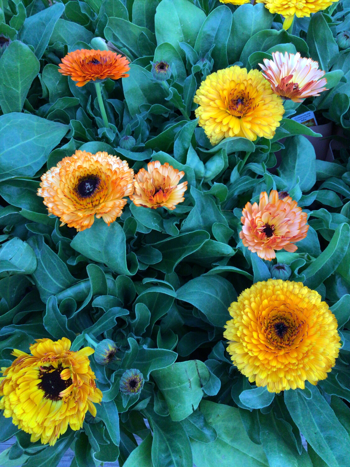 Calendula - Flashback Mix