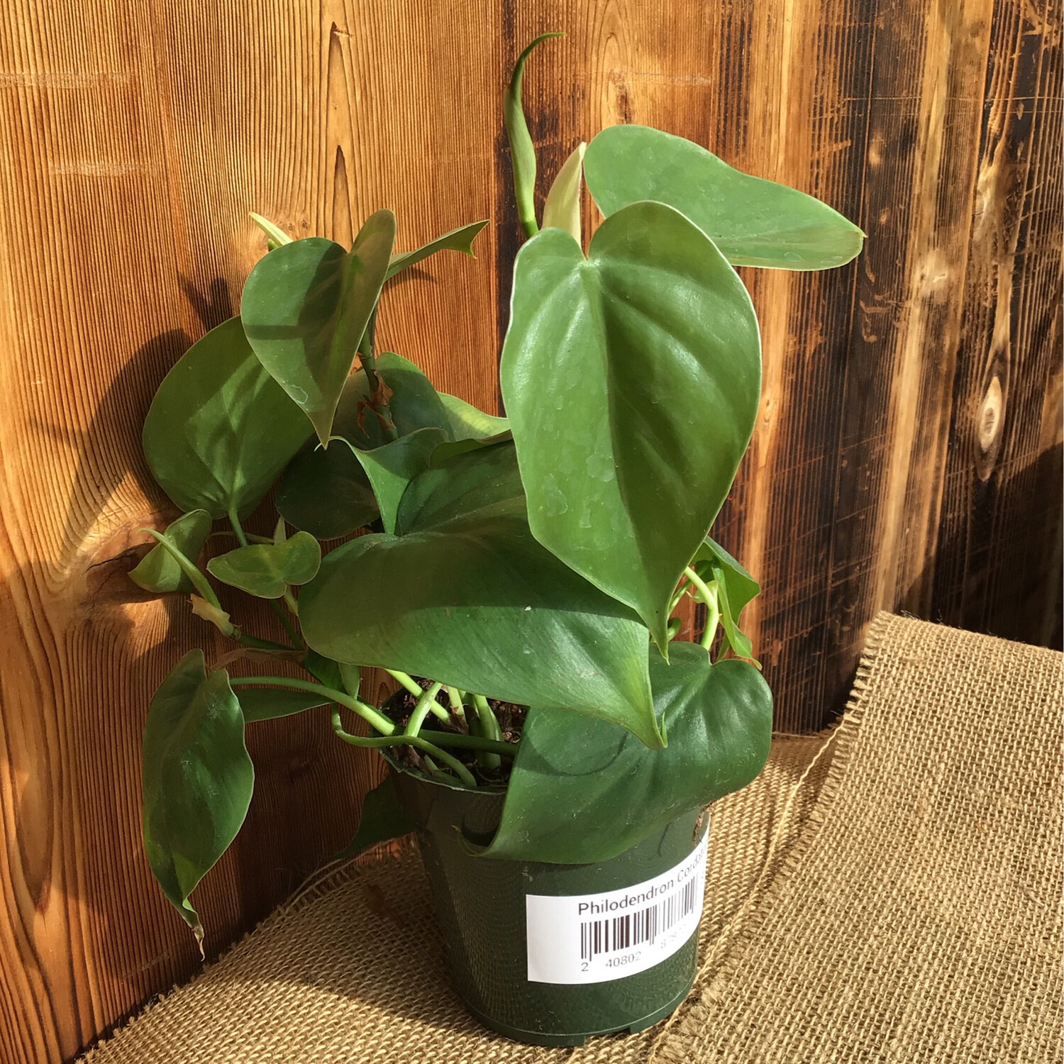 Philodendron Cordatum - 4&quot;