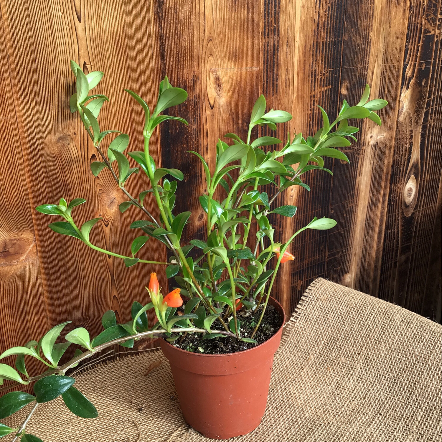 Goldfish Plant