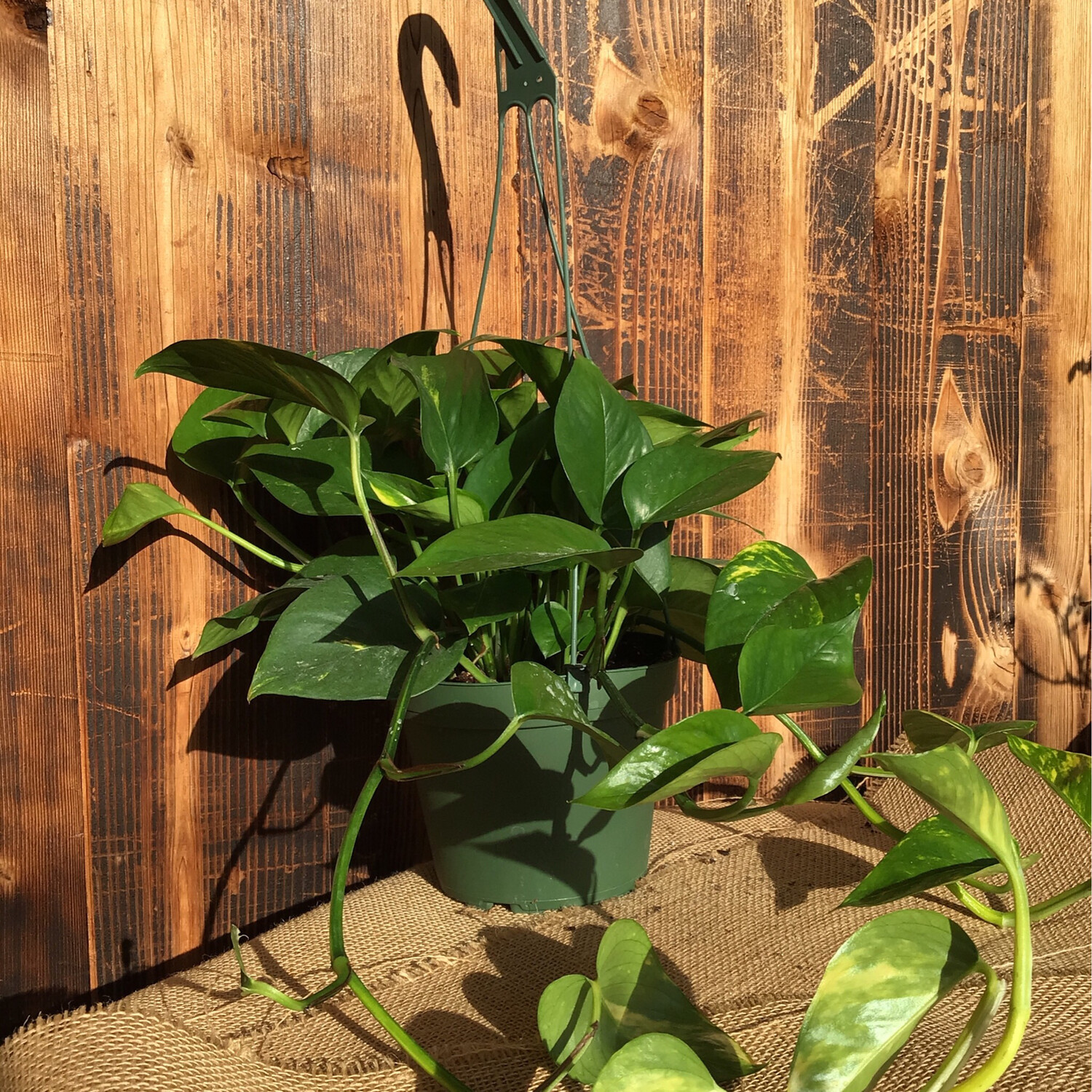 Pothos - 6&#39;&#39; 