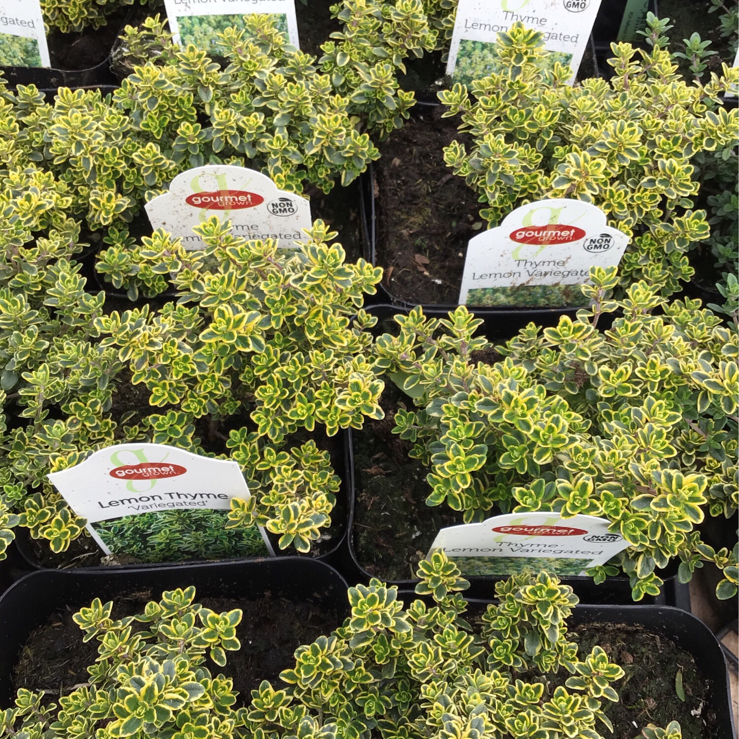 Lemon Varigated Thyme