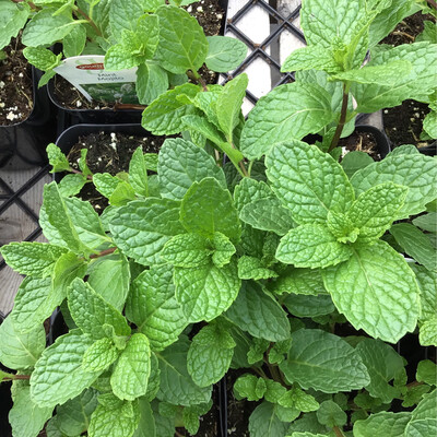 Mint &#39;Mojito&#39; - 4&quot; (AR)