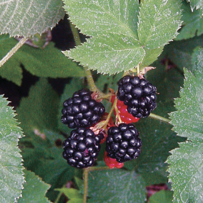 Blackberry &#39;Black Satin Thornless&#39; - 1 Gal
